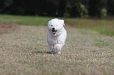 BICHON FRISE 489